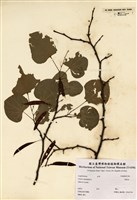 藏品(加拿大紫荊豆)的圖片